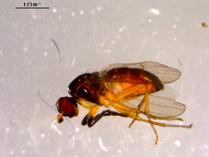  ( - 10PROBE-14613)  @12 [ ] CreativeCommons - Attribution (2011) CBG Photography Group Centre for Biodiversity Genomics