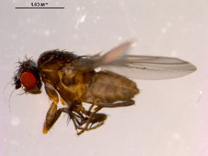  ( - 10PROBE-14678)  @13 [ ] CreativeCommons - Attribution (2011) CBG Photography Group Centre for Biodiversity Genomics