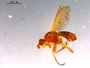  (Tetanocera nr. fuscinervis - 10PROBE-14731)  @13 [ ] CreativeCommons - Attribution (2011) CBG Photography Group Centre for Biodiversity Genomics