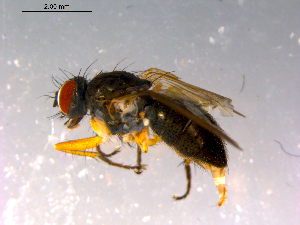  ( - 10PROBE-14758)  @12 [ ] CreativeCommons - Attribution (2011) CBG Photography Group Centre for Biodiversity Genomics