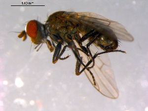  ( - 10PROBE-14764)  @13 [ ] CreativeCommons - Attribution (2011) CBG Photography Group Centre for Biodiversity Genomics