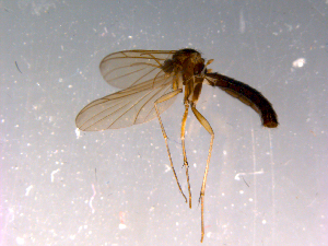  ( - 10PROBE-14786)  @12 [ ] CreativeCommons - Attribution (2011) CBG Photography Group Centre for Biodiversity Genomics