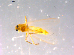  ( - 10PROBE-14800)  @12 [ ] CreativeCommons - Attribution (2011) CBG Photography Group Centre for Biodiversity Genomics
