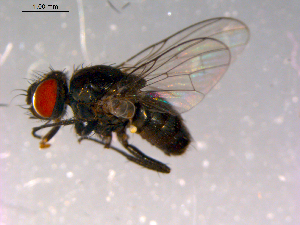  ( - 10PROBE-14826)  @13 [ ] CreativeCommons - Attribution (2011) CBG Photography Group Centre for Biodiversity Genomics