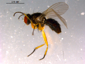  ( - 10PROBE-14831)  @12 [ ] CreativeCommons - Attribution (2011) CBG Photography Group Centre for Biodiversity Genomics