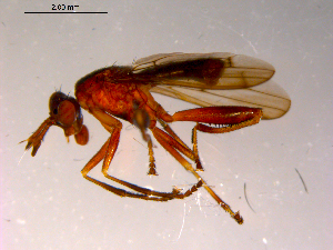  ( - 10PROBE-14927)  @12 [ ] CreativeCommons - Attribution (2011) CBG Photography Group Centre for Biodiversity Genomics