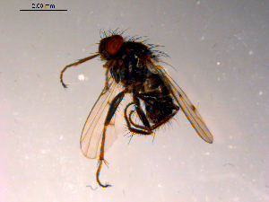  ( - 10PROBE-14957)  @13 [ ] CreativeCommons - Attribution (2011) CBG Photography Group Centre for Biodiversity Genomics
