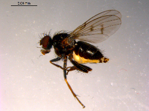  ( - 10PROBE-14959)  @13 [ ] CreativeCommons - Attribution (2011) CBG Photography Group Centre for Biodiversity Genomics