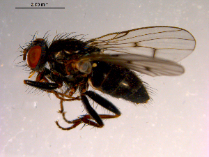  ( - 10PROBE-14962)  @13 [ ] CreativeCommons - Attribution (2011) CBG Photography Group Centre for Biodiversity Genomics