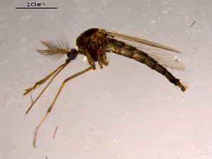  (Aedes communis complex - 10PROBE-15034)  @14 [ ] CreativeCommons - Attribution (2011) CBG Photography Group Centre for Biodiversity Genomics