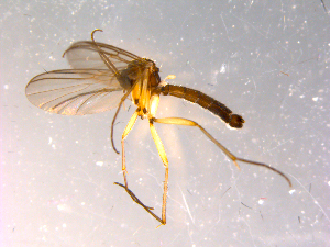  ( - 10PROBE-15090)  @13 [ ] CreativeCommons - Attribution (2011) CBG Photography Group Centre for Biodiversity Genomics