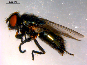  ( - 10PROBE-15097)  @13 [ ] CreativeCommons - Attribution (2011) CBG Photography Group Centre for Biodiversity Genomics