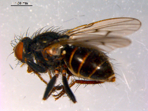  ( - 10PROBE-15107)  @13 [ ] CreativeCommons - Attribution (2011) CBG Photography Group Centre for Biodiversity Genomics