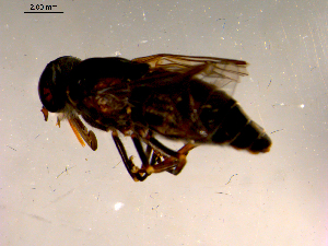  ( - 10PROBE-15172)  @12 [ ] CreativeCommons - Attribution (2011) CBG Photography Group Centre for Biodiversity Genomics