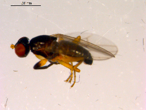  ( - 10PROBE-15175)  @12 [ ] CreativeCommons - Attribution (2011) CBG Photography Group Centre for Biodiversity Genomics