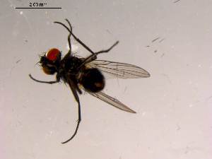  ( - 10PROBE-15189)  @12 [ ] CreativeCommons - Attribution (2011) CBG Photography Group Centre for Biodiversity Genomics