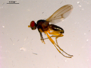  ( - 10PROBE-15251)  @12 [ ] CreativeCommons - Attribution (2011) CBG Photography Group Centre for Biodiversity Genomics