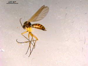  ( - 10PROBE-15272)  @12 [ ] CreativeCommons - Attribution (2011) CBG Photography Group Centre for Biodiversity Genomics