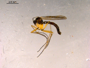  ( - 10PROBE-15273)  @13 [ ] CreativeCommons - Attribution (2011) CBG Photography Group Centre for Biodiversity Genomics