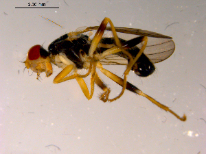  ( - 10PROBE-15297)  @13 [ ] CreativeCommons - Attribution (2011) CBG Photography Group Centre for Biodiversity Genomics