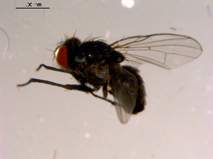  ( - 10PROBE-15301)  @12 [ ] CreativeCommons - Attribution (2011) CBG Photography Group Centre for Biodiversity Genomics