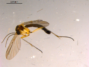  ( - 10PROBE-15341)  @13 [ ] CreativeCommons - Attribution (2011) CBG Photography Group Centre for Biodiversity Genomics