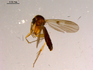  ( - 10PROBE-15360)  @12 [ ] CreativeCommons - Attribution (2011) CBG Photography Group Centre for Biodiversity Genomics