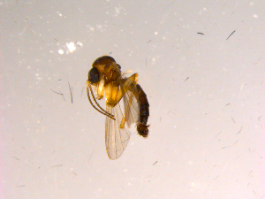  (Phronia sp. CJB02 - 10PROBE-15361)  @12 [ ] CreativeCommons - Attribution (2011) CBG Photography Group Centre for Biodiversity Genomics