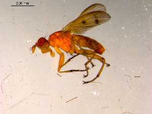  ( - 10PROBE-15378)  @12 [ ] CreativeCommons - Attribution (2011) CBG Photography Group Centre for Biodiversity Genomics