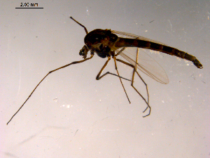  ( - 10PROBE-15407)  @13 [ ] CreativeCommons - Attribution (2011) CBG Photography Group Centre for Biodiversity Genomics