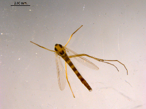  ( - 10PROBE-15408)  @13 [ ] CreativeCommons - Attribution (2011) CBG Photography Group Centre for Biodiversity Genomics