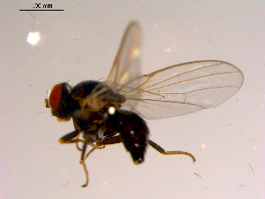  ( - 10PROBE-15447)  @12 [ ] CreativeCommons - Attribution (2011) CBG Photography Group Centre for Biodiversity Genomics