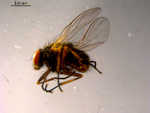  ( - 10PROBE-15450)  @12 [ ] CreativeCommons - Attribution (2011) CBG Photography Group Centre for Biodiversity Genomics