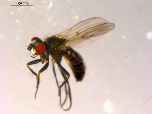  ( - 10PROBE-15452)  @13 [ ] CreativeCommons - Attribution (2011) CBG Photography Group Centre for Biodiversity Genomics