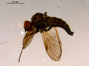  ( - 10PROBE-15467)  @12 [ ] CreativeCommons - Attribution (2011) CBG Photography Group Centre for Biodiversity Genomics