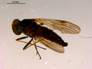  ( - 10PROBE-15468)  @12 [ ] CreativeCommons - Attribution (2011) CBG Photography Group Centre for Biodiversity Genomics