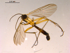 ( - 10PROBE-15489)  @13 [ ] CreativeCommons - Attribution (2011) CBG Photography Group Centre for Biodiversity Genomics