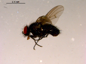  ( - 10PROBE-15504)  @12 [ ] CreativeCommons - Attribution (2011) CBG Photography Group Centre for Biodiversity Genomics