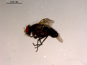  ( - 10PROBE-15508)  @12 [ ] CreativeCommons - Attribution (2011) CBG Photography Group Centre for Biodiversity Genomics
