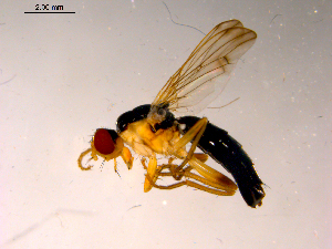  ( - 10PROBE-15543)  @13 [ ] CreativeCommons - Attribution (2011) CBG Photography Group Centre for Biodiversity Genomics