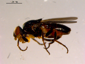  ( - 10PROBE-15568)  @13 [ ] CreativeCommons - Attribution (2011) CBG Photography Group Centre for Biodiversity Genomics