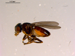  ( - 10PROBE-15570)  @13 [ ] CreativeCommons - Attribution (2011) CBG Photography Group Centre for Biodiversity Genomics