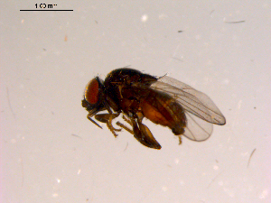  ( - 10PROBE-15571)  @13 [ ] CreativeCommons - Attribution (2011) CBG Photography Group Centre for Biodiversity Genomics
