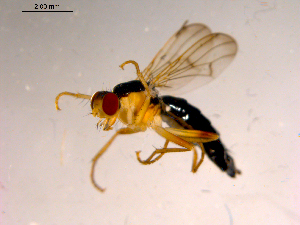  ( - 10PROBE-15575)  @13 [ ] CreativeCommons - Attribution (2011) CBG Photography Group Centre for Biodiversity Genomics