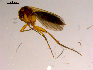  ( - 10PROBE-15600)  @13 [ ] CreativeCommons - Attribution (2011) CBG Photography Group Centre for Biodiversity Genomics