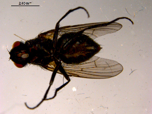  ( - 10PROBE-15605)  @12 [ ] CreativeCommons - Attribution (2011) CBG Photography Group Centre for Biodiversity Genomics