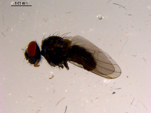  ( - 10PROBE-15617)  @13 [ ] CreativeCommons - Attribution (2011) CBG Photography Group Centre for Biodiversity Genomics