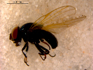  ( - 10PROBE-15632)  @12 [ ] CreativeCommons - Attribution (2011) CBG Photography Group Centre for Biodiversity Genomics