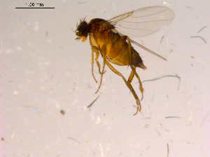 ( - 10PROBE-15665)  @13 [ ] CreativeCommons - Attribution (2011) CBG Photography Group Centre for Biodiversity Genomics