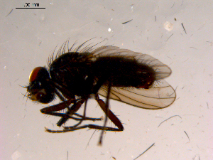 ( - 10PROBE-15722)  @12 [ ] CreativeCommons - Attribution (2011) CBG Photography Group Centre for Biodiversity Genomics